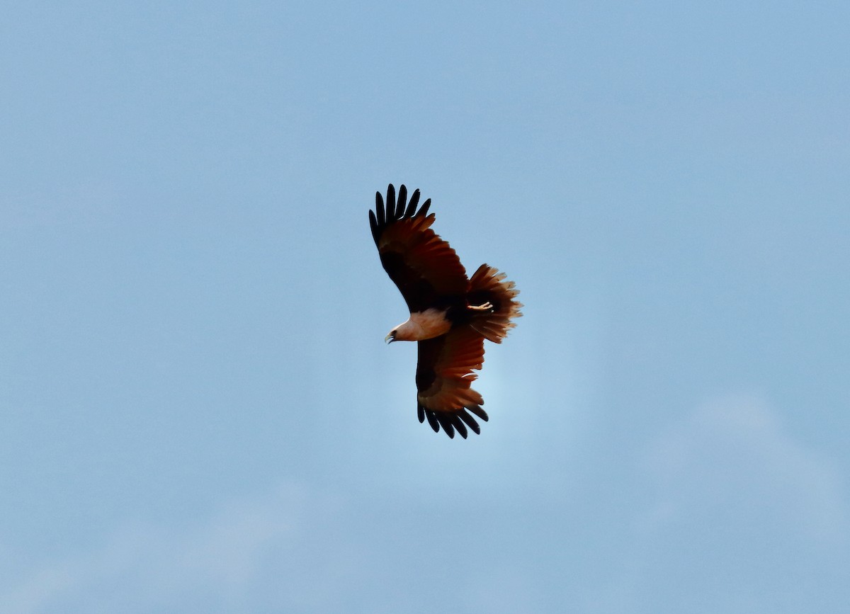 Brahminy Kite - ML645486345