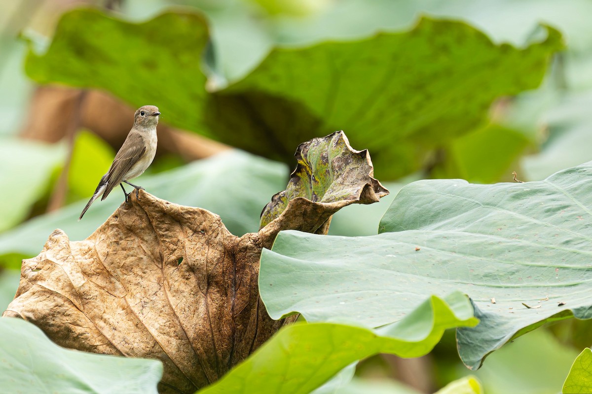 Taiga Flycatcher - ML645486346