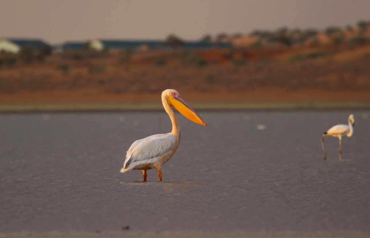 Great White Pelican - ML645486348