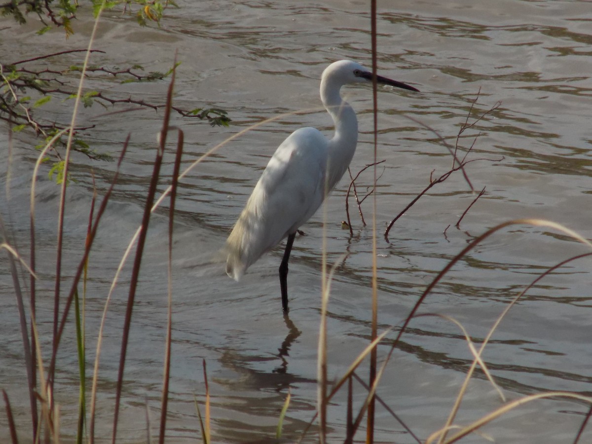 Little Egret - ML645486350