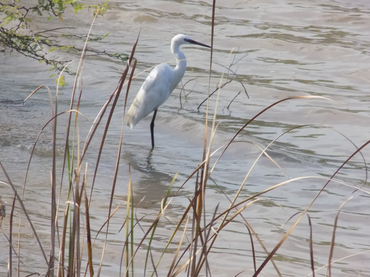 Little Egret - ML645486351