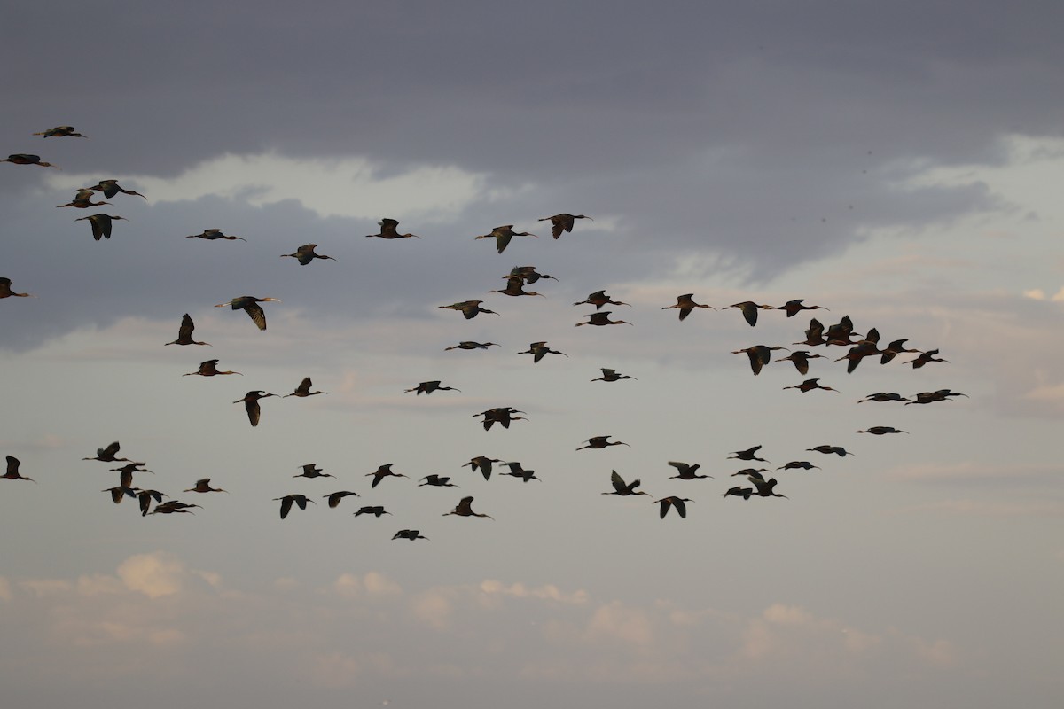 Glossy Ibis - ML645486353