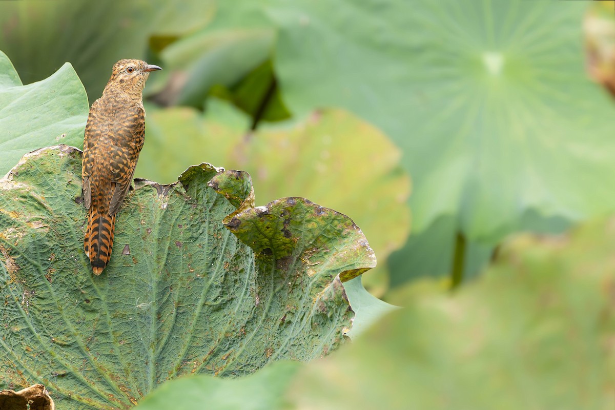Plaintive Cuckoo - ML645486355