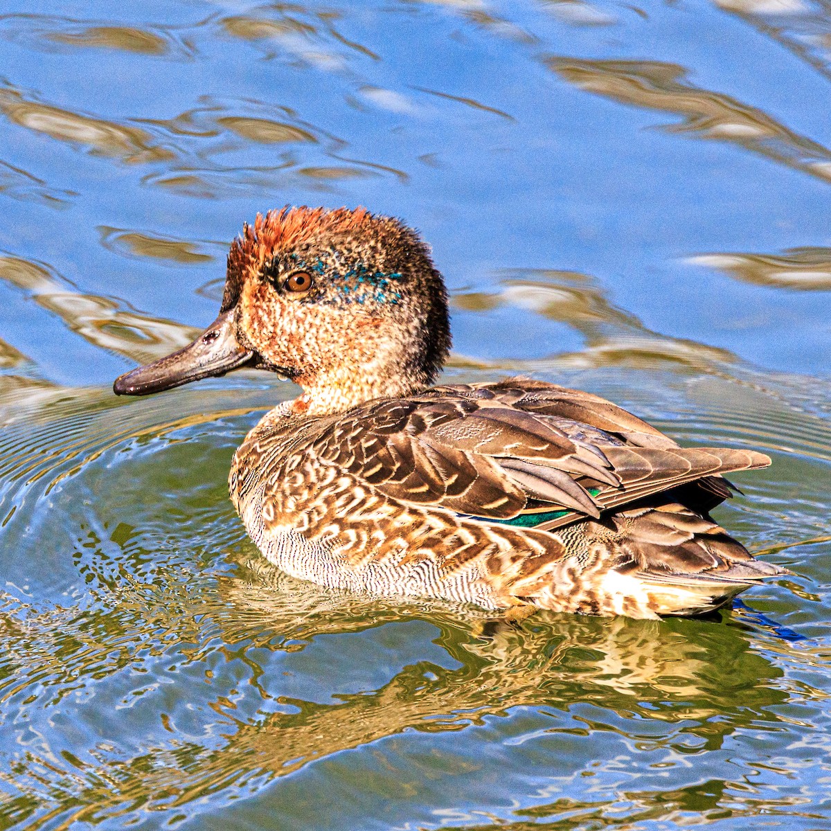 Green-winged Teal - ML645486356