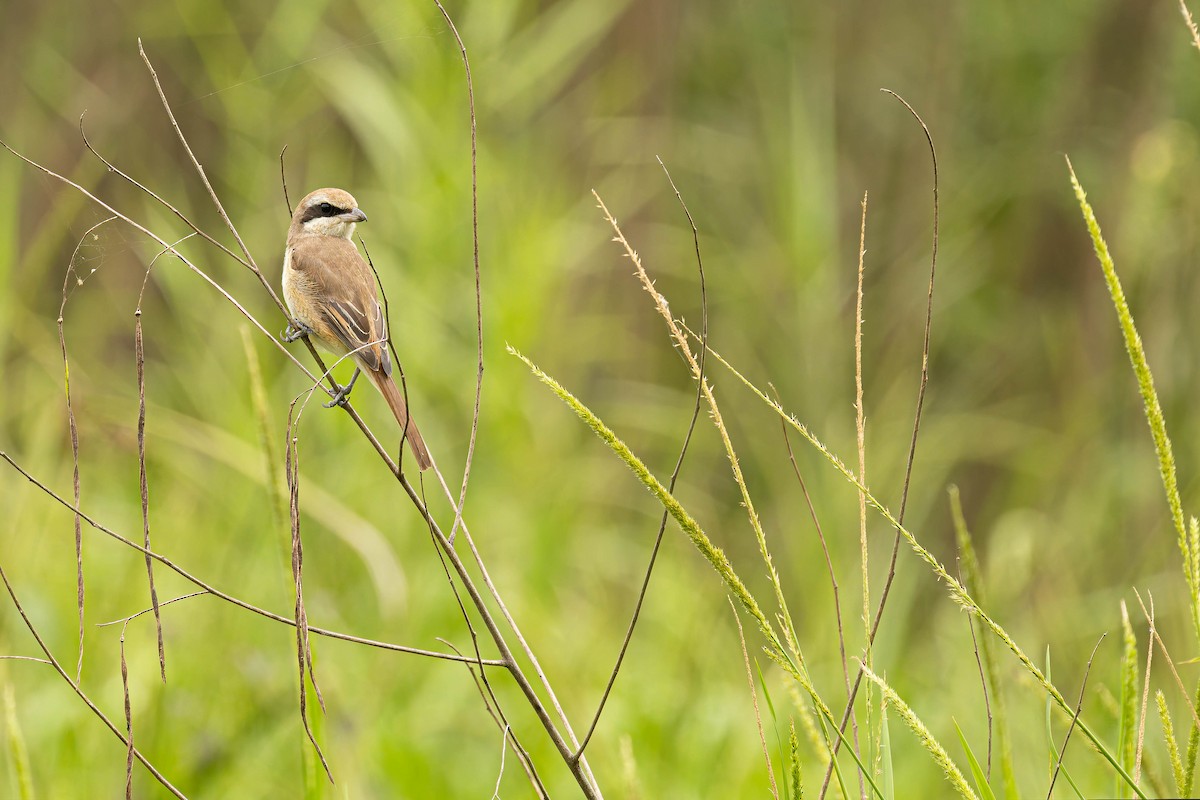 Brown Shrike - ML645486357