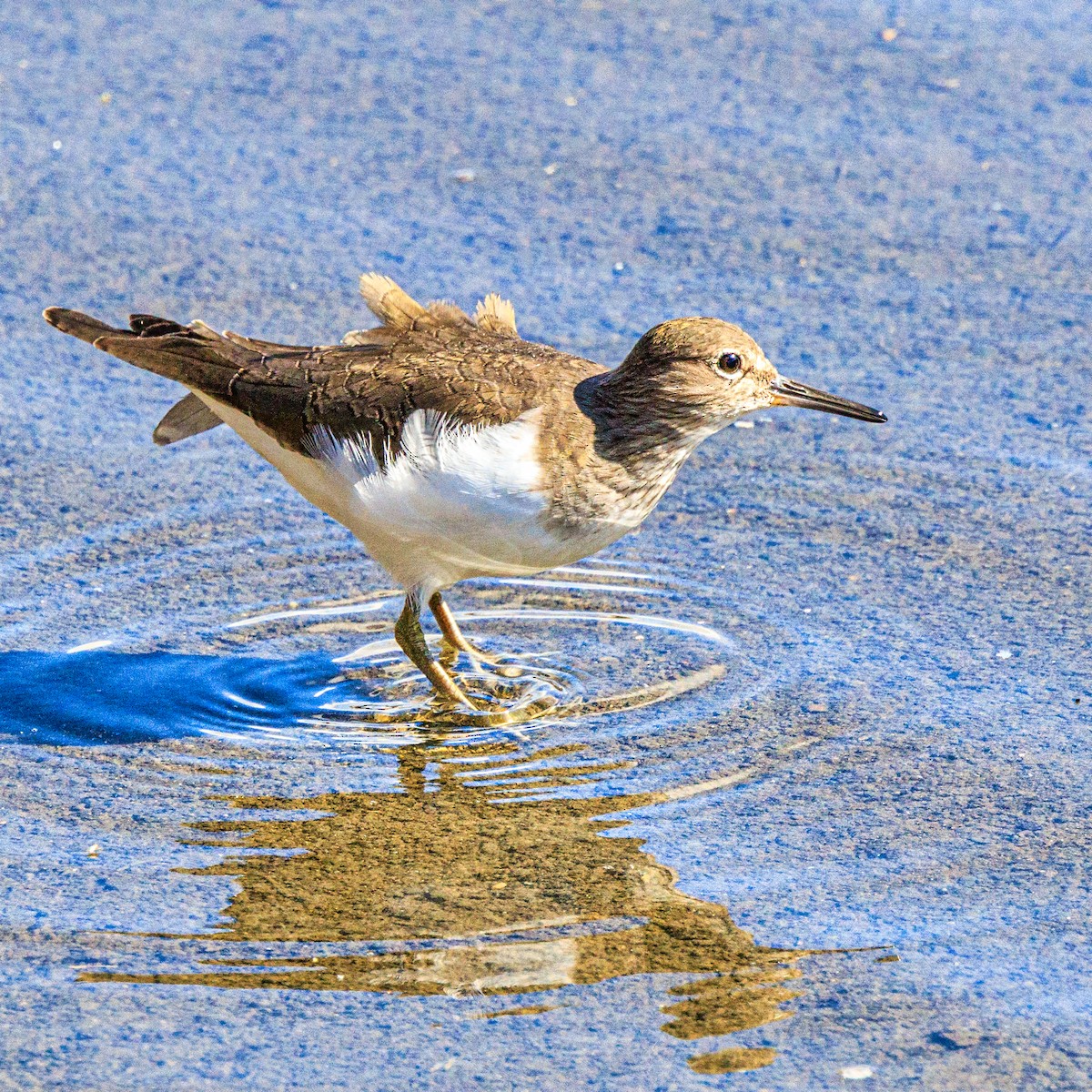Common Sandpiper - ML645486360