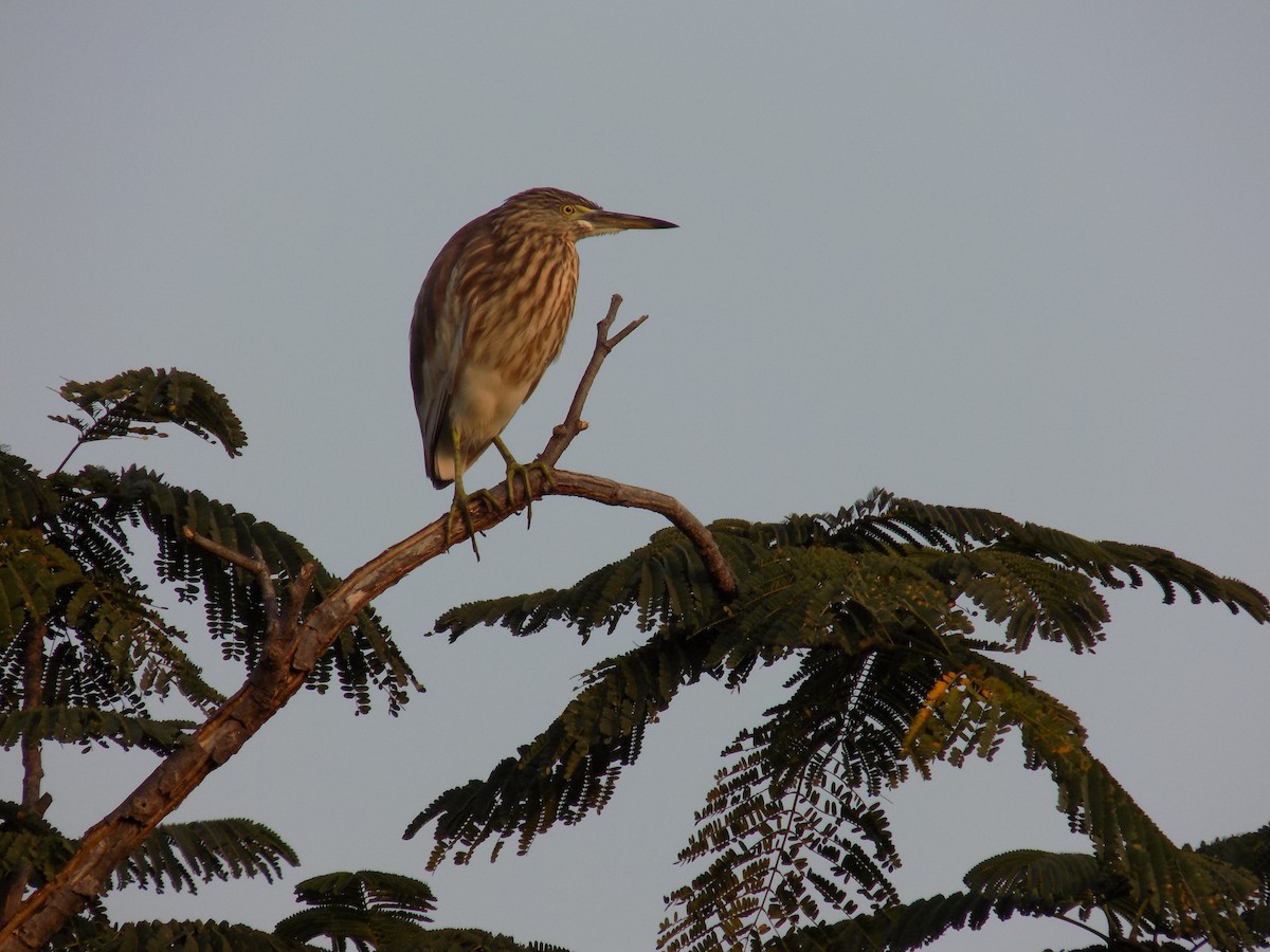 Indian Pond-Heron - ML645486361