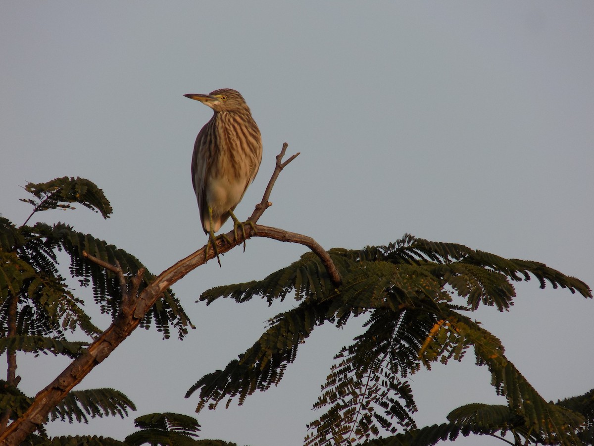Indian Pond-Heron - ML645486362