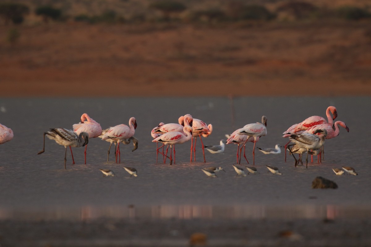 Lesser Flamingo - ML645486363