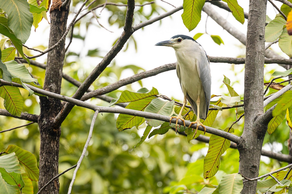 Black-crowned Night Heron - ML645486364