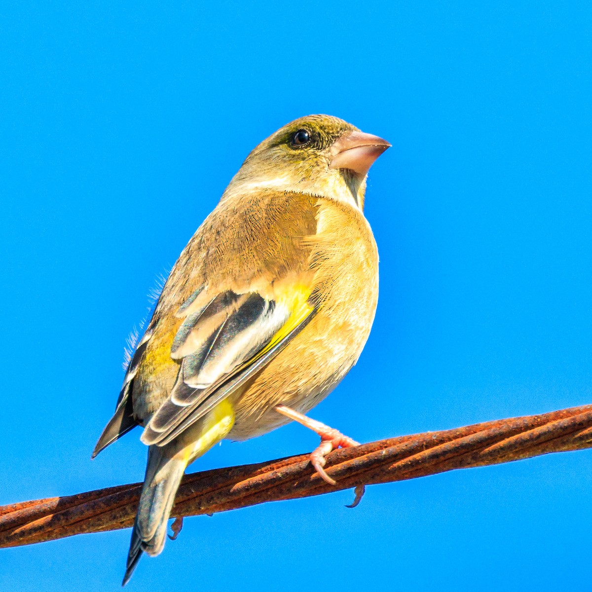 Oriental Greenfinch - ML645486365