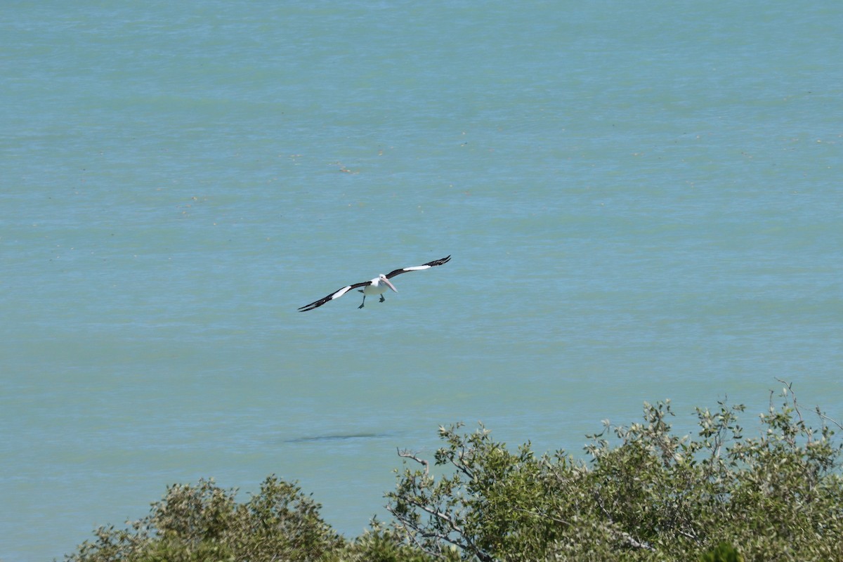 Australian Pelican - ML645486366