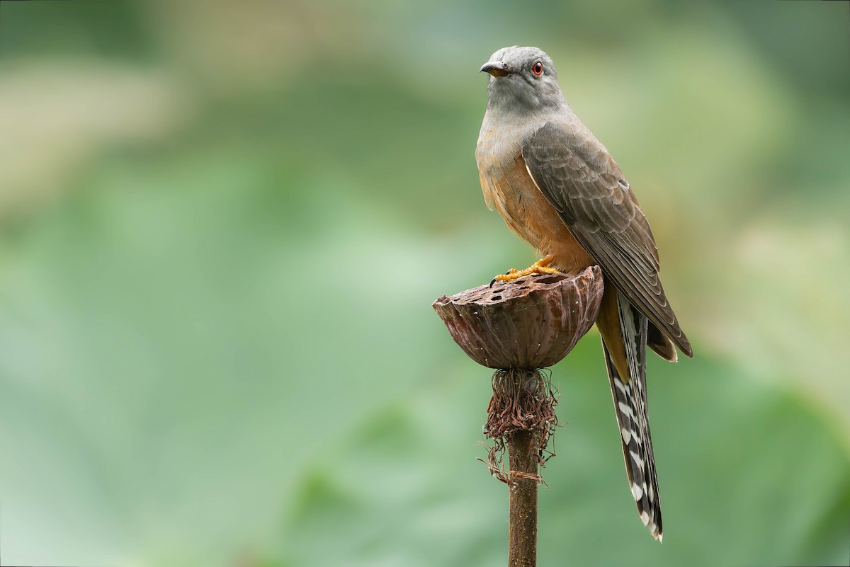 Plaintive Cuckoo - ML645486367