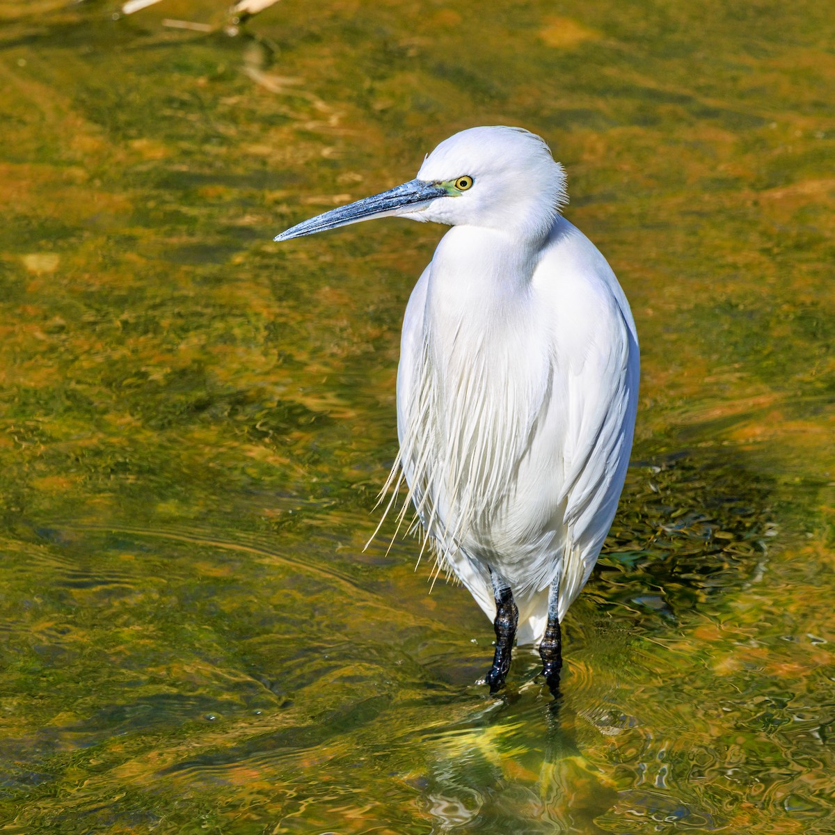 Little Egret - ML645486368