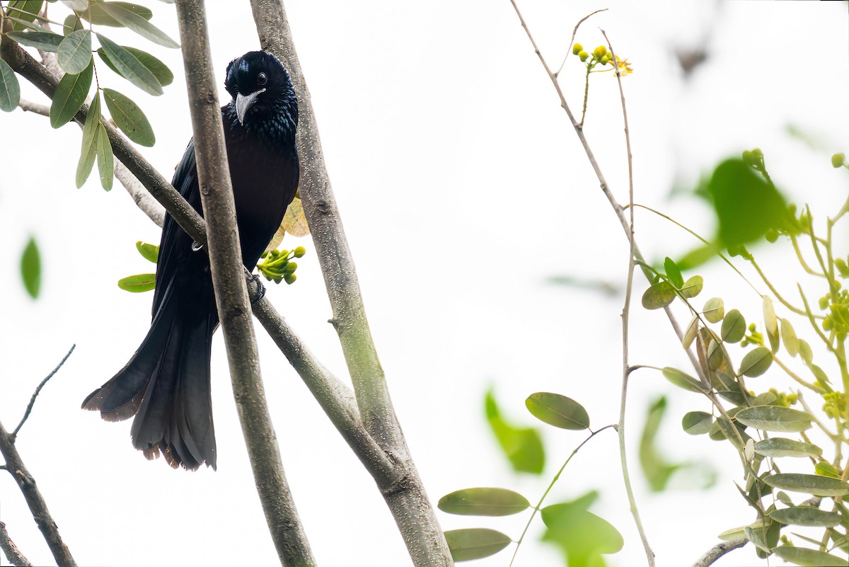Hair-crested Drongo - ML645486369