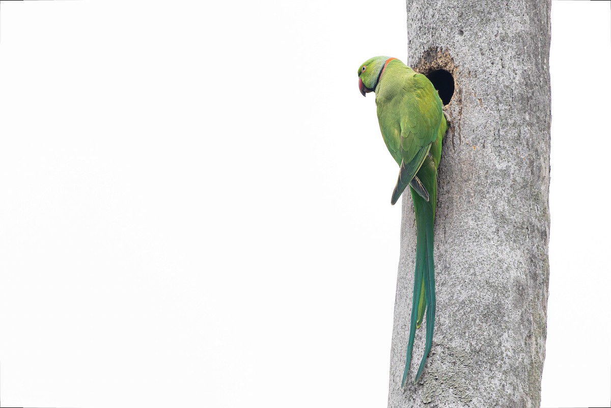 Rose-ringed Parakeet - ML645486371