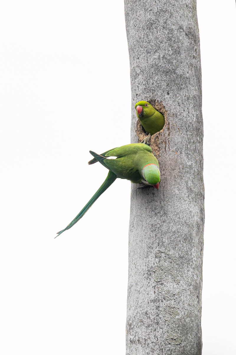 Rose-ringed Parakeet - ML645486372