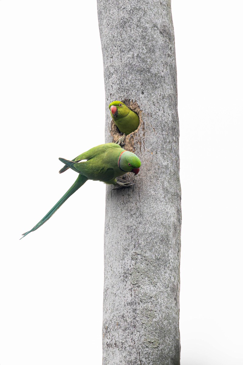 Rose-ringed Parakeet - ML645486373
