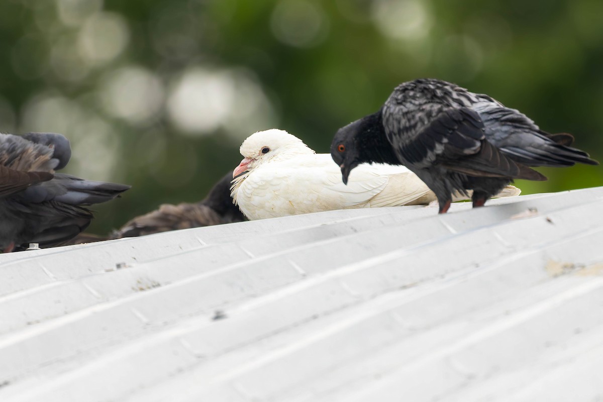 Rock Pigeon (Feral Pigeon) - ML645486375