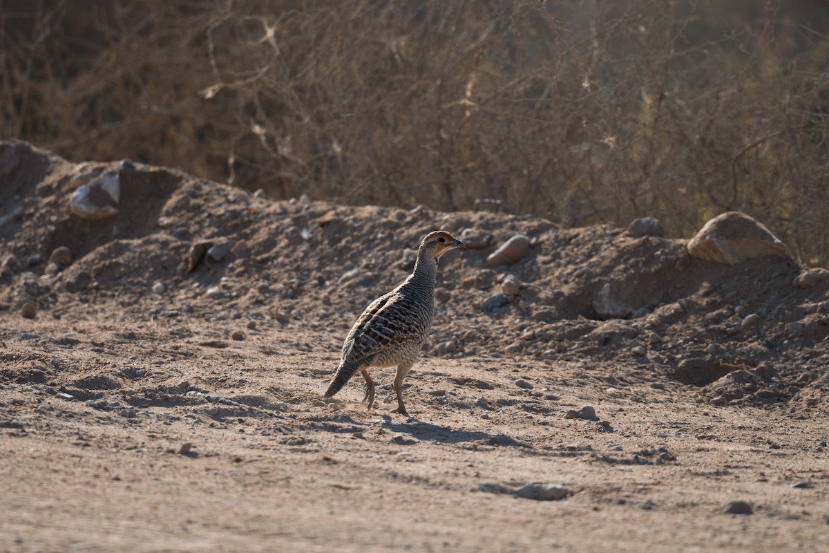 Gray Francolin - ML645486378
