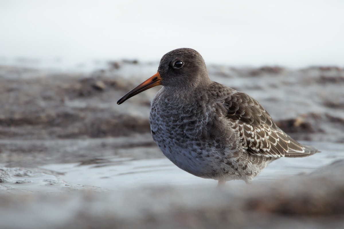 Purple Sandpiper - ML645486379