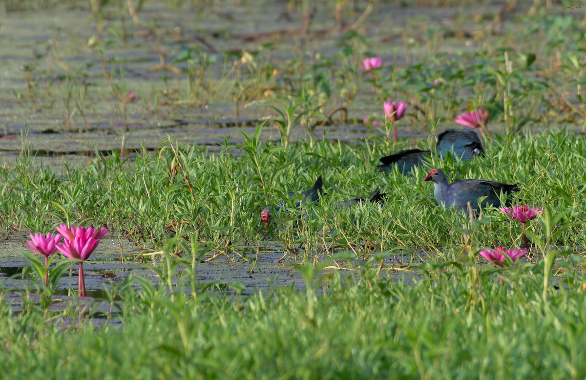 Gray-headed Swamphen - ML645486380