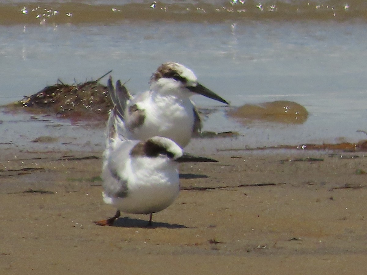 Little Tern - ML645486381