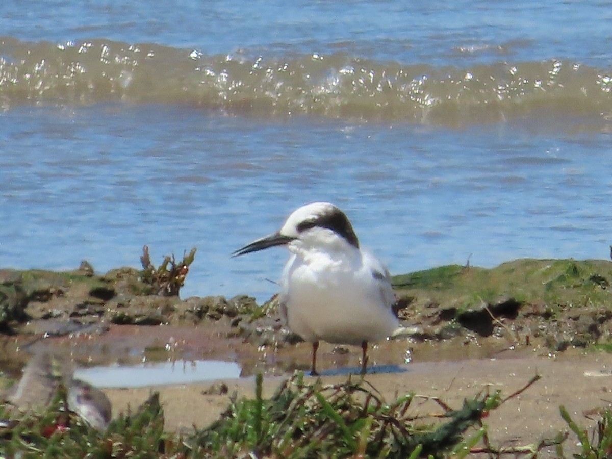 Little Tern - ML645486382