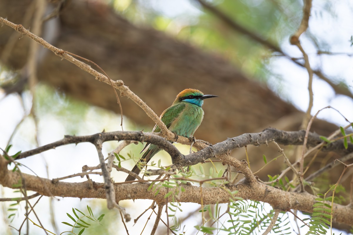 Arabian Green Bee-eater - ML645486387