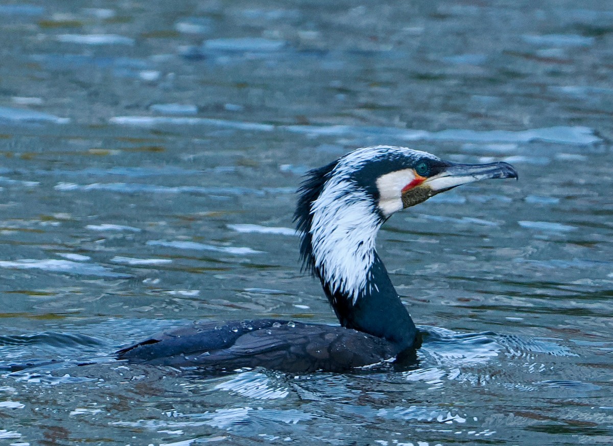 storskarv - ML645486391