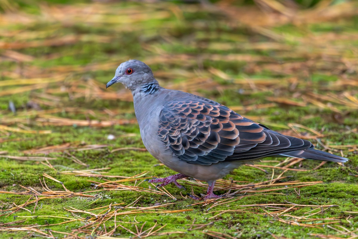 mongolturteldue - ML645486392