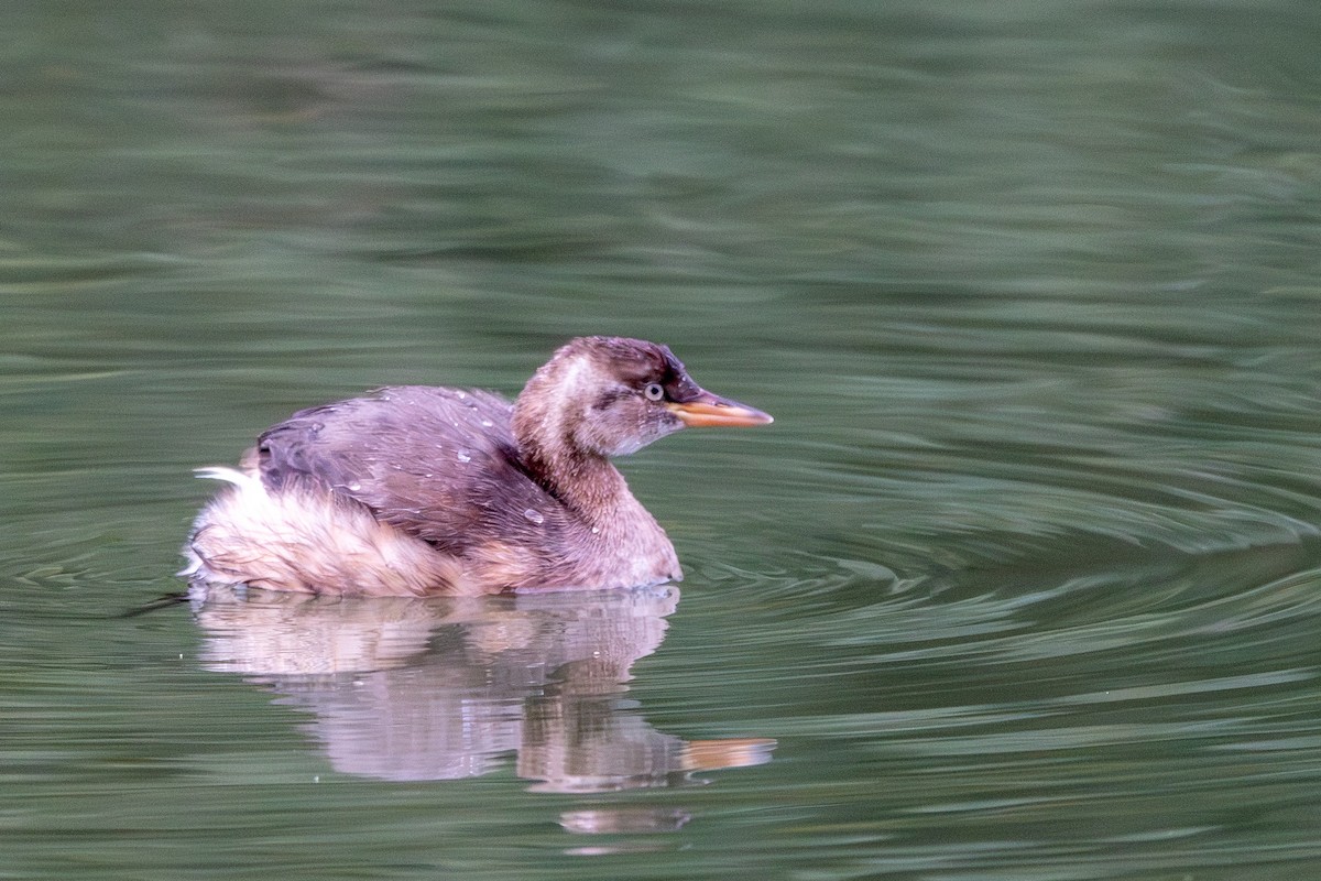 dvergdykker - ML645486393