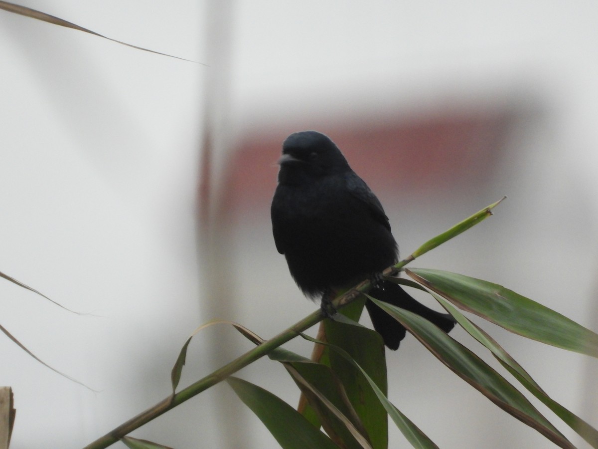 Black Drongo - ML645486398