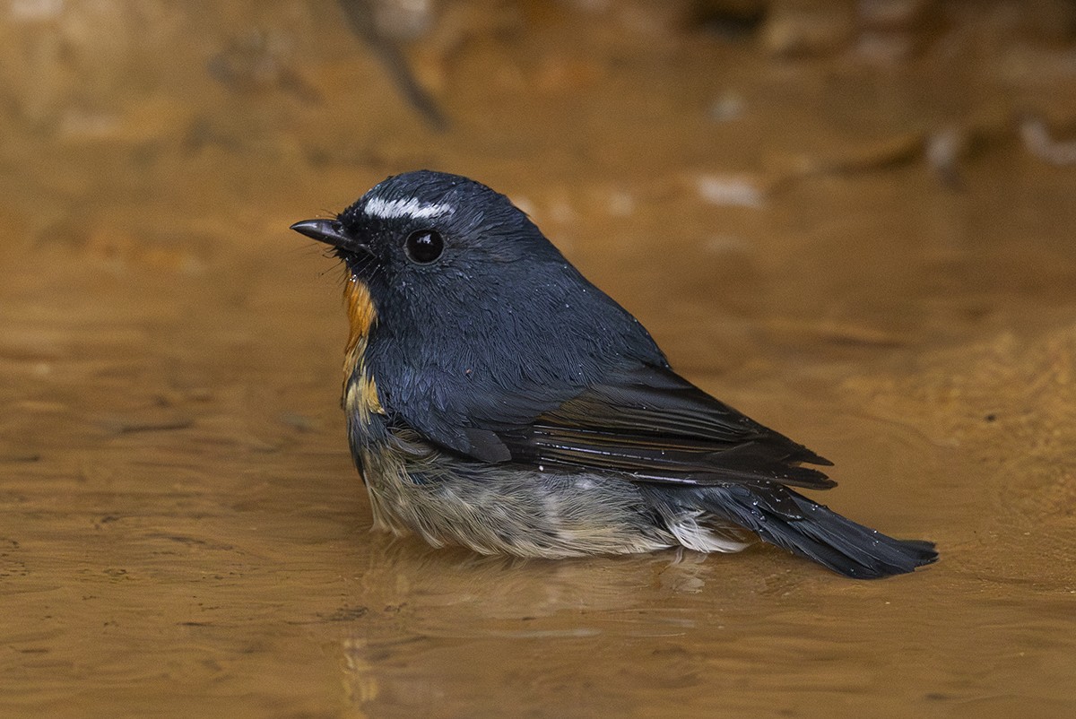 Snowy-browed Flycatcher - ML645486399