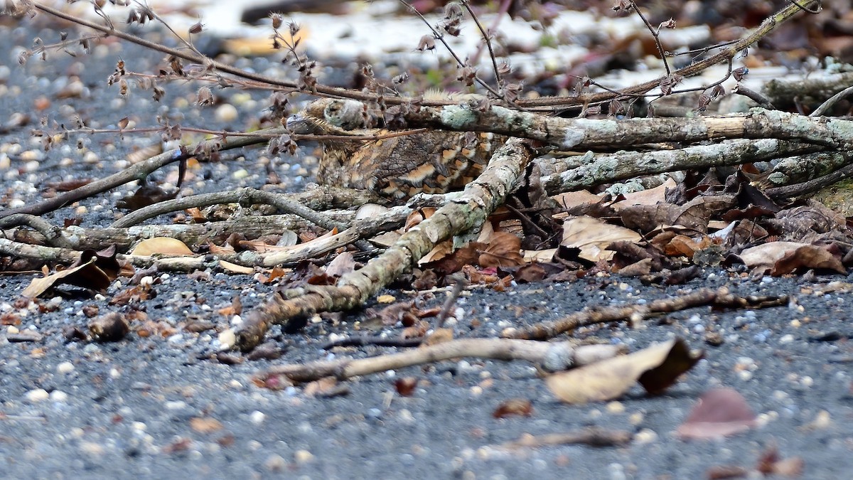 Chotacabras Hindú - ML645486400