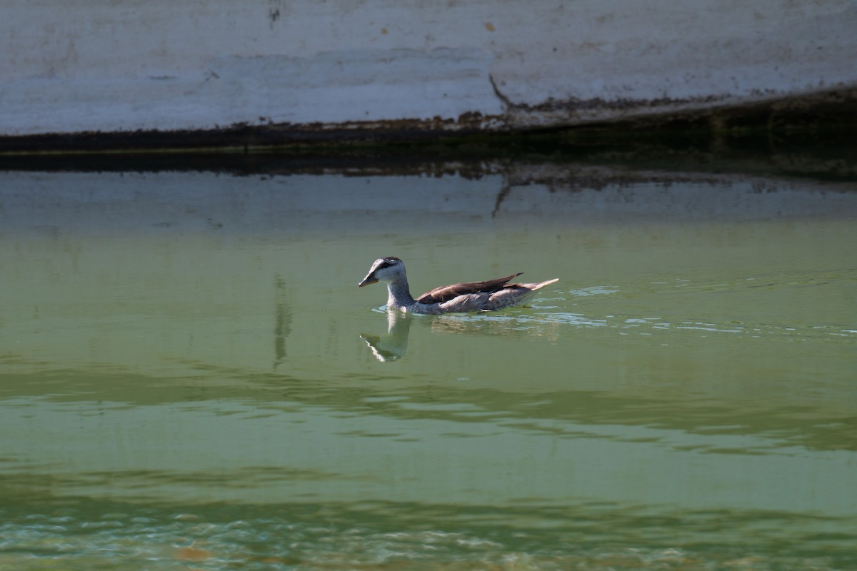 Coromandelgo antzaratxoa - ML645486402