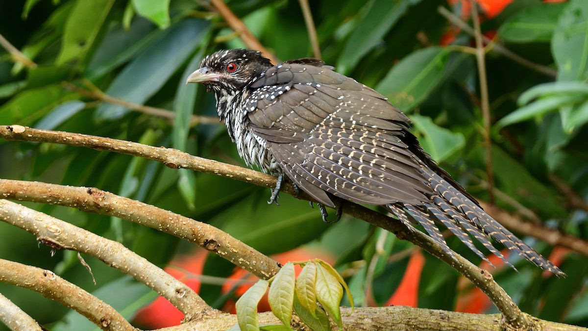 Asian Koel - ML645486403