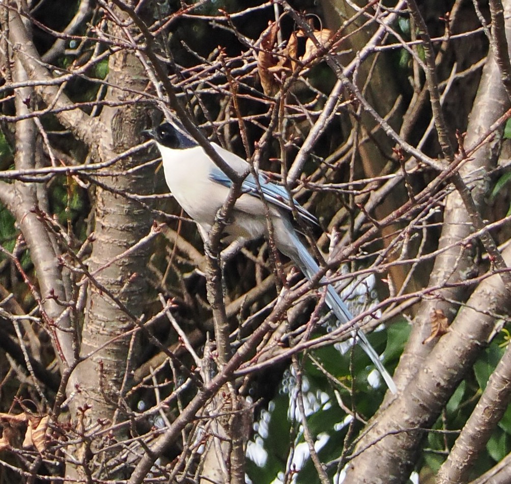 asurskjære - ML645486404