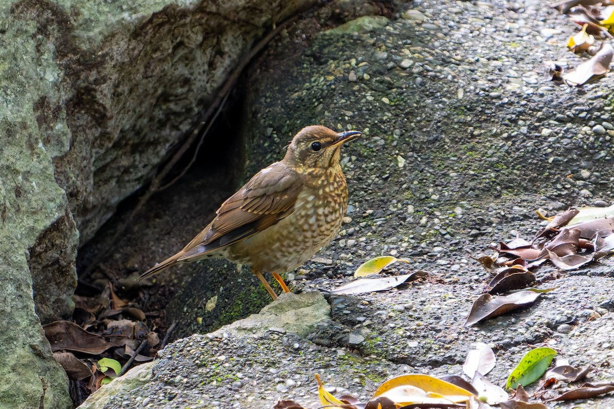 קיכלי סיבירי - ML645486406