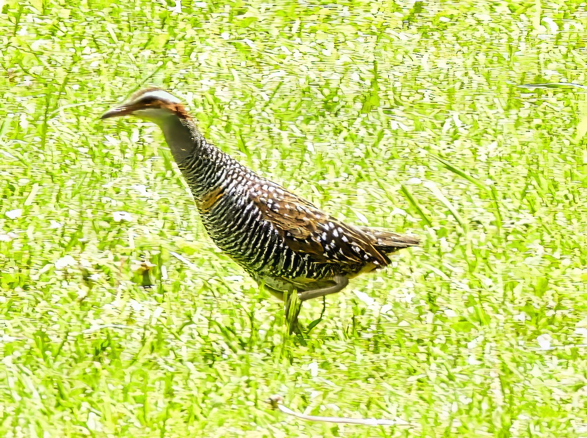 Buff-banded Rail - ML645486409