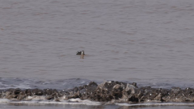 White-breasted Waterhen - ML645486410