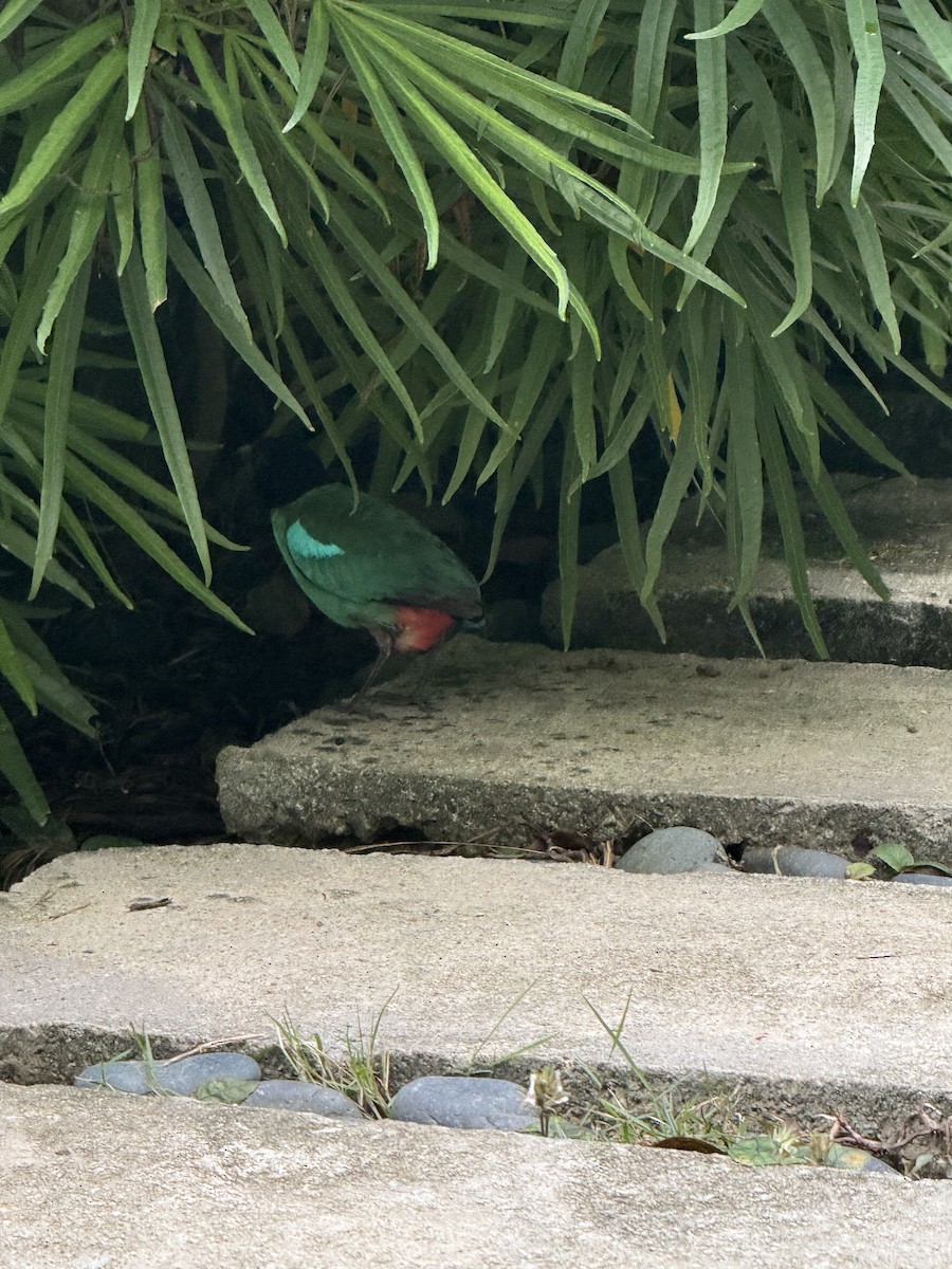 Western Hooded Pitta - ML645486411