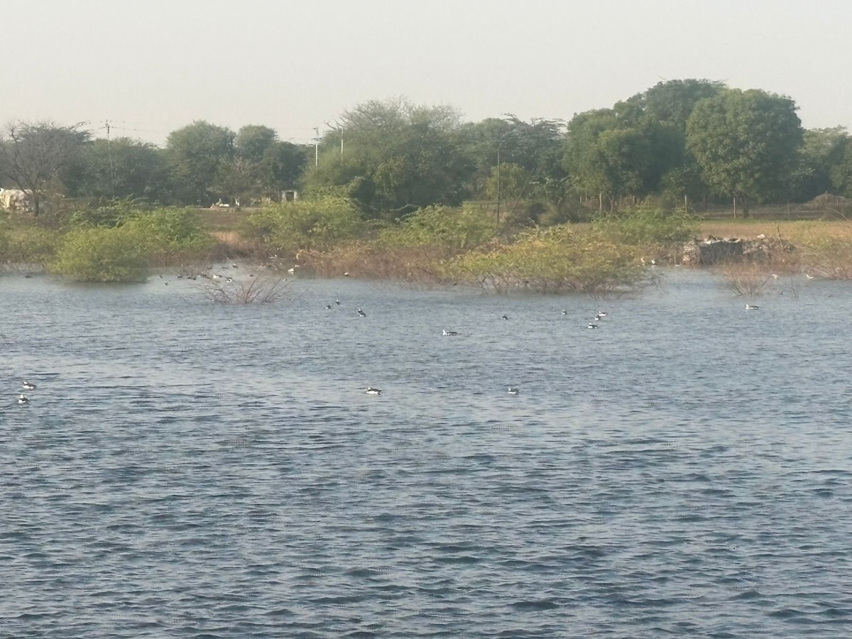 ברווז בלט-מקור - ML645486412