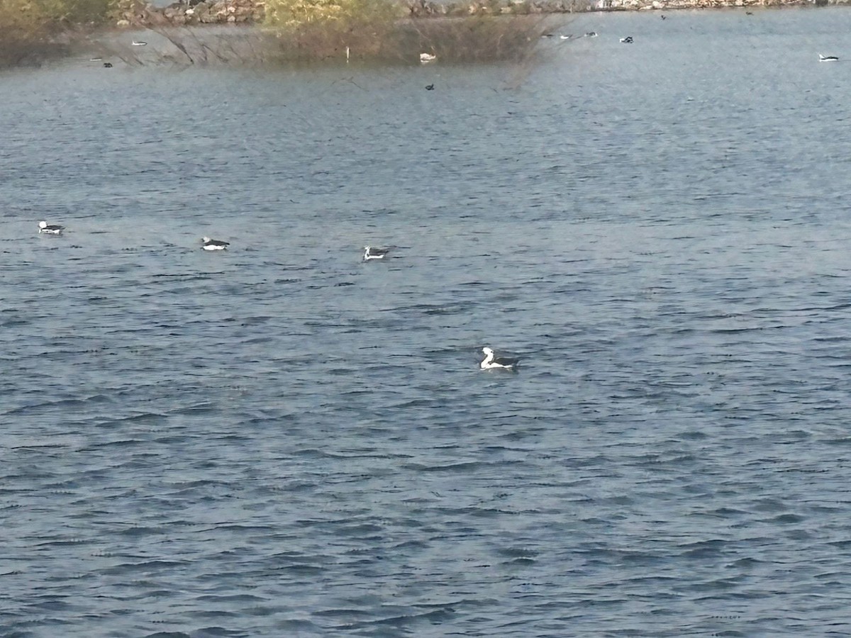 ברווז בלט-מקור - ML645486413