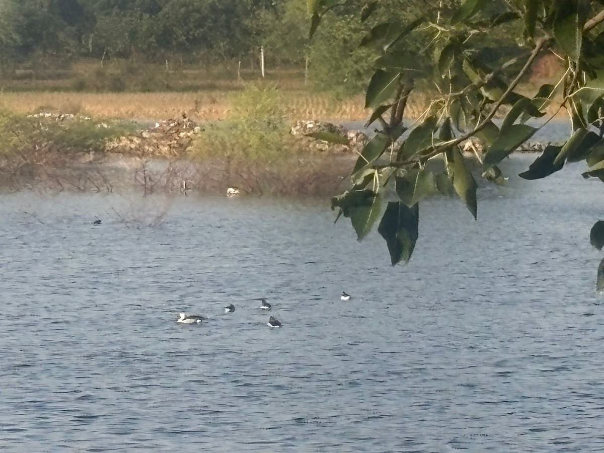 ברווז בלט-מקור - ML645486414