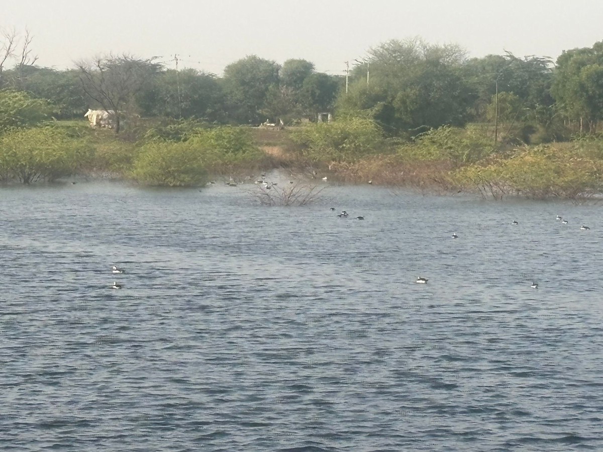 ברווז בלט-מקור - ML645486415