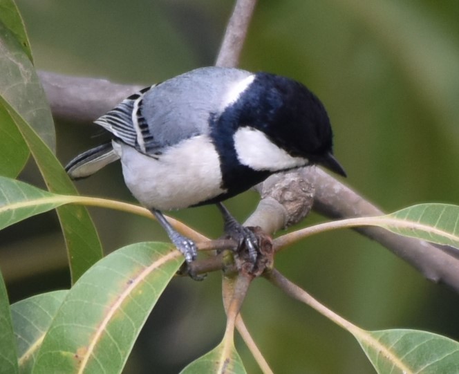 ירגזי אפרפר - ML645486416
