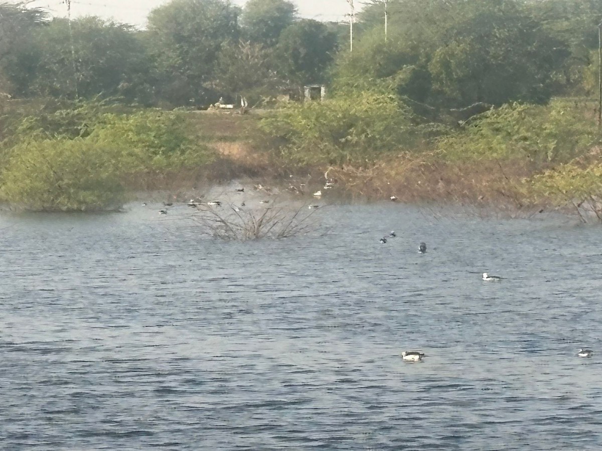 ברווז בלט-מקור - ML645486417