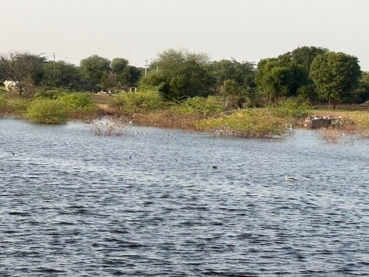ברווז בלט-מקור - ML645486418