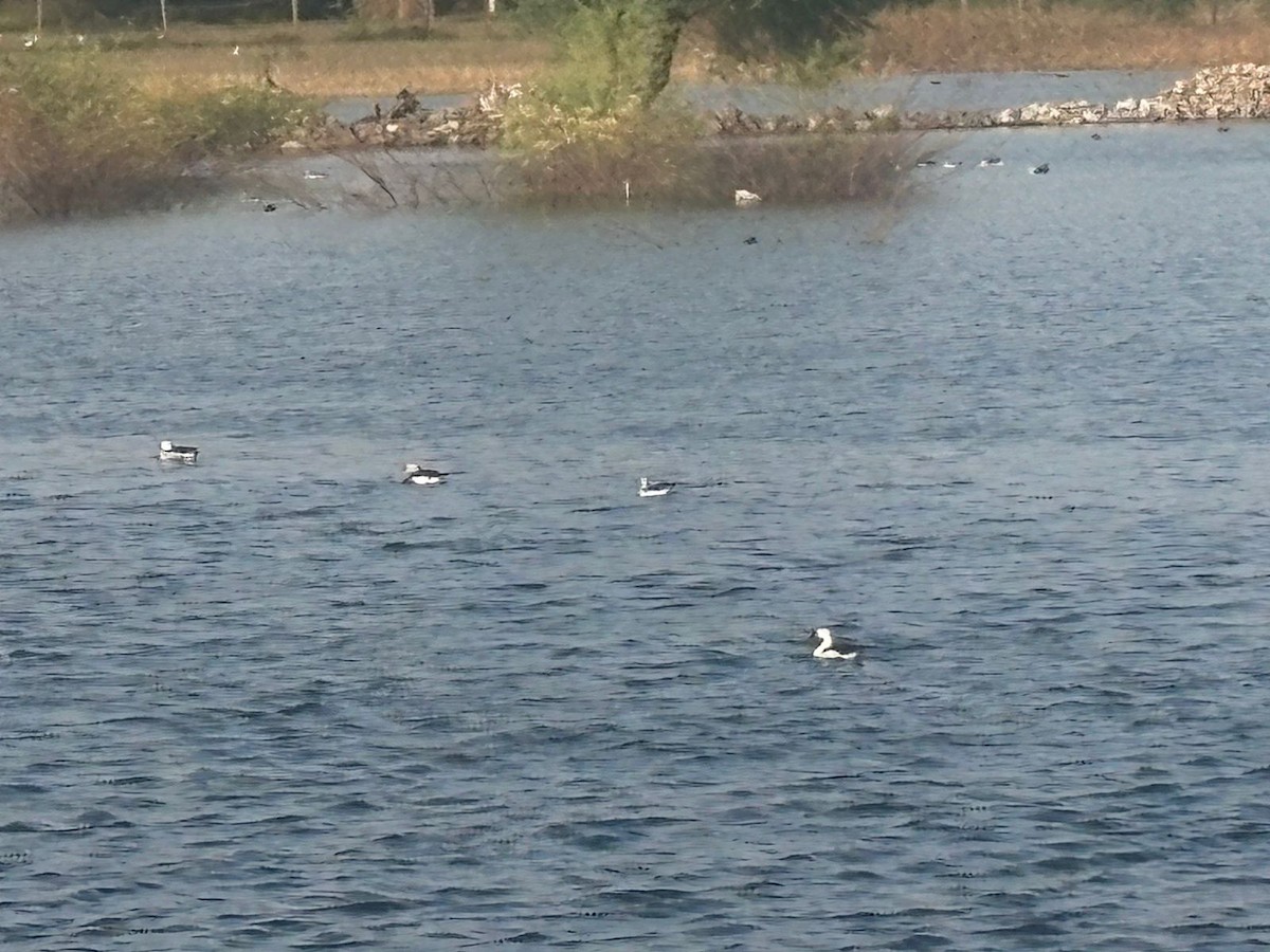 ברווז בלט-מקור - ML645486419